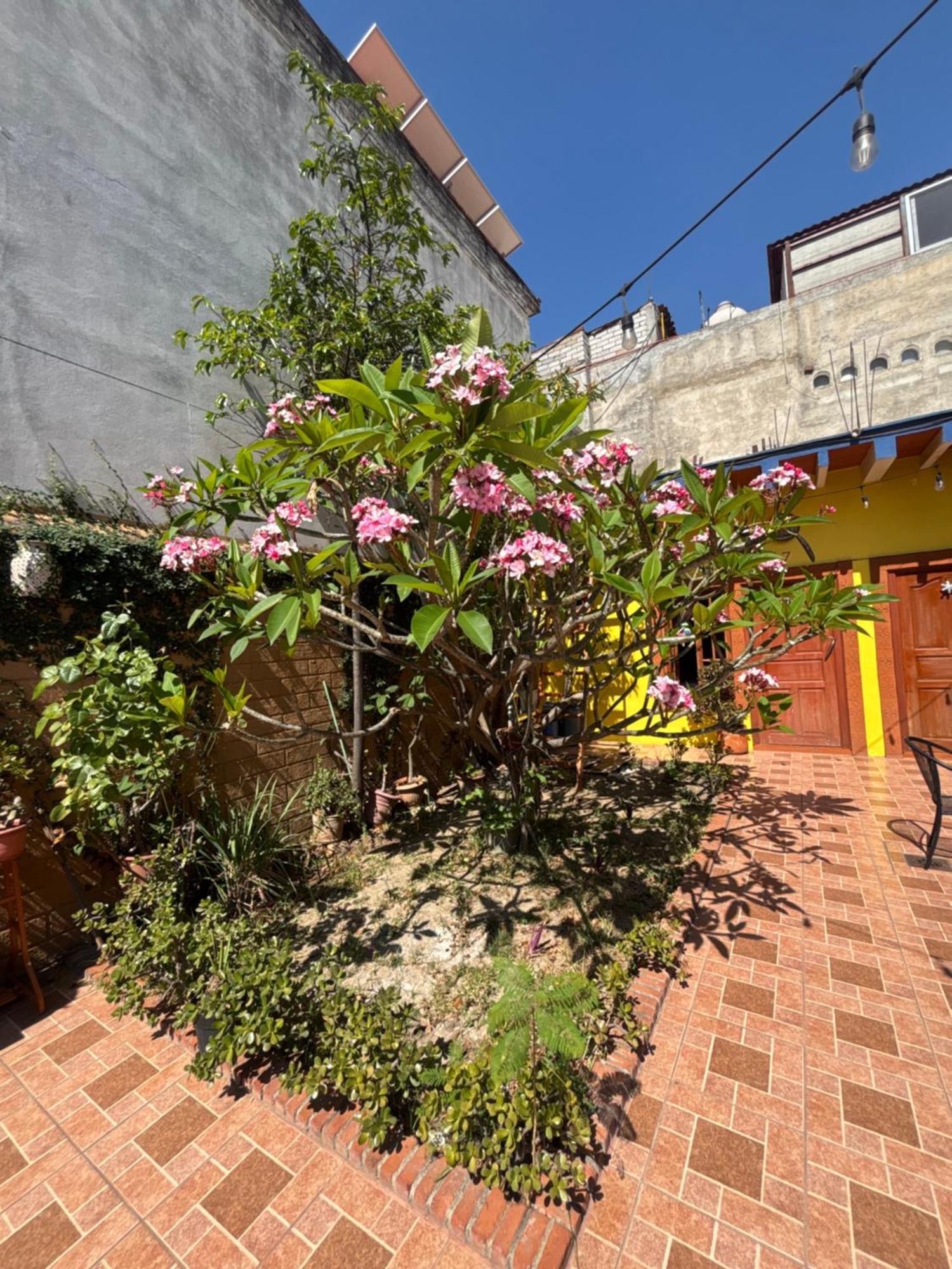 Hotel Posada "Mi Rosita" Oaxaca Zewnętrze zdjęcie